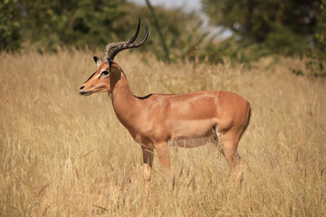 a male impala antelope in the dry grasslands of Etosha NP