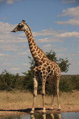 one giraffe drinks of a waterhole in Etosha Nationalpark