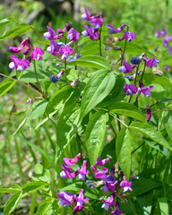 Lathyrus vernus blooms in spring in the forest