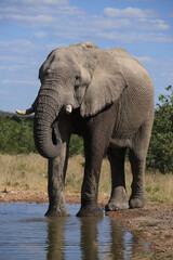 an african elephant drinks at a waterhole in Etosha NP