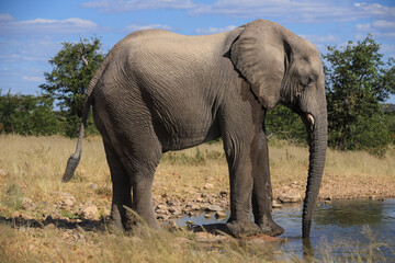 Fototapeta na wymiar an african elephant drinks at a waterhole in Etosha NP