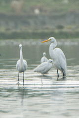 Little Egret the White birds in the Water.