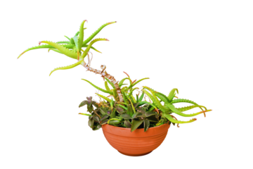 Neglected woody aloe flower in a pot on isolated transparent background