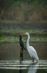 Little Egret the White birds in the Water.