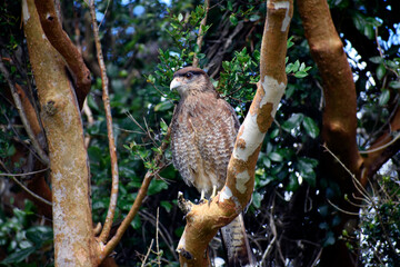Chimango caracara tiuque