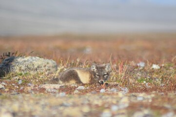 Svalbard, Summer in the high Arctic. Arctic fox pup enjoying a warm summers day in the artic
