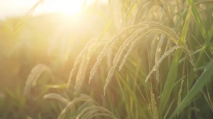 Photo sur Plexiglas Herbe Ears of rice and rice paddy in a rice field with a background of light colored rice plants.