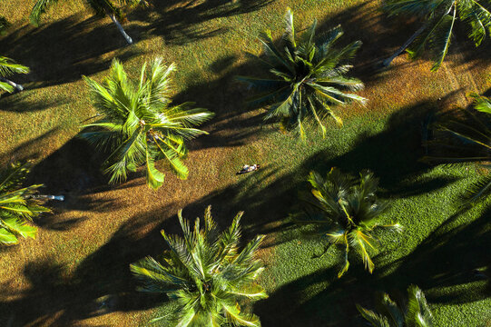 Aerial view of Thala Beach Nature Reserve with green rainforest and palm trees, Cairns, Queensland, Australia.