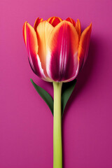 Colourful tulip with short small green leaves closeup on purple grainy textured background.