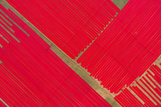 Aerial view of people working with red cloth drying lines at textile factory, Narsingdi, Bangladesh.