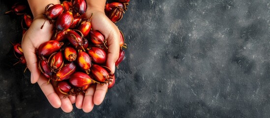 Hands with oil palm Oil palm fruits before processing. with copy space image. Place for adding text...