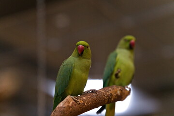 Dwie zielone papugi siedzące na grzędzie w papugarni - obrazy, fototapety, plakaty
