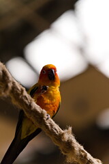 Papuga nimfa siedząca na grzędzie w papugarni