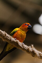 Papuga nimfa siedząca na grzędzie w papugarni