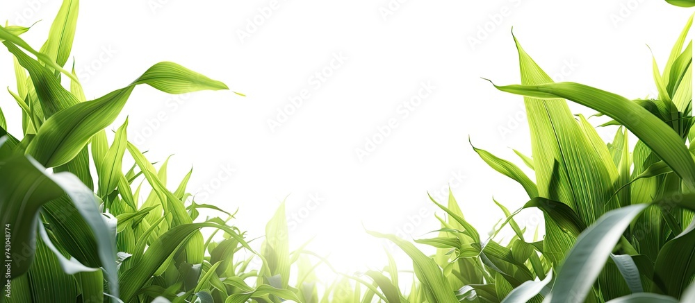 Fototapete corn isolated on white background with path. with copy space image. place for adding text or design