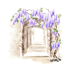 Old architecture  and Wisteria  blossom  tree. Hand  drawn watercolor  illustration isolated on white background