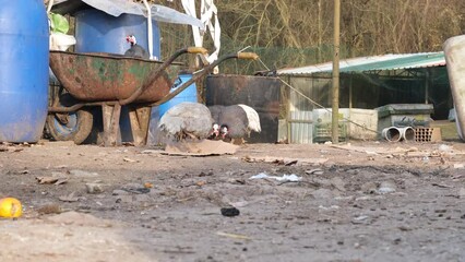 neglected chicken coop