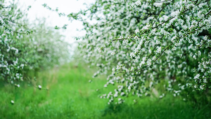 Beautiful blossoming of decorative white apple and fruit trees in a spring park full of green...