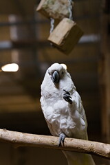 Papuga kakadu siedząca na grzędzie w papugarni z jedną nogą uniesioną do dzioba © Piotr