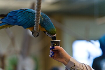 Papuga ara sięgająca dziobem po papierowy kubeczek z karmą oferowany jej przez człowieka w papugarni - obrazy, fototapety, plakaty