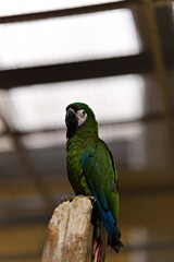 Zielona papuga siedząca na grzędzie w papugarni