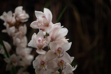 Bunch of white orchids on dark background. Cymbidium or Boat Orchid