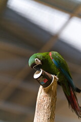Zielona papuga siedząca na gałęzi w papugarni dziobiąca papierowy kubeczek - obrazy, fototapety, plakaty