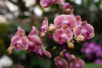 Fototapeta na wymiar Orchid Flowers bunch on green leaves background. Warm pink Phalaenopsis Moth