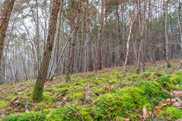 Paysage de sous-bois dans une forêt en hiver avec des feuilles mortes et de la mousse vert sur les arbres.
