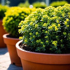 Fototapeta na wymiar Shrubs in pots to decorate the garden. Generative AI