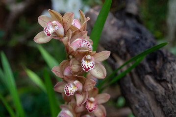 Bunch of orange pink Cymbidium or Boat Orchid. Warm pink orchid flowers on green - 743060378