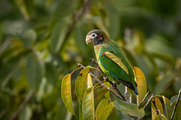 Medium-sized, rather chunky parrot of humid tropical lowlands. Found in rainforest and edge, where easily overlooked in the canopy, feeding quietly on fruits. Most often seen in fast direct flight.