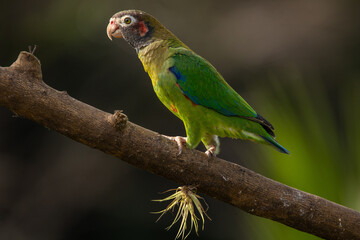 Medium-sized, rather chunky parrot of humid tropical lowlands. Found in rainforest and edge, where easily overlooked in the canopy, feeding quietly on fruits. Most often seen in fast direct flight.