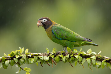 Medium-sized, rather chunky parrot of humid tropical lowlands. Found in rainforest and edge, where easily overlooked in the canopy, feeding quietly on fruits. Most often seen in fast direct flight.