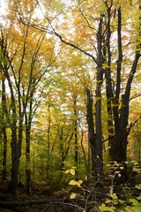 autumn colours in the forest