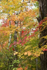 autumn colors in the forest