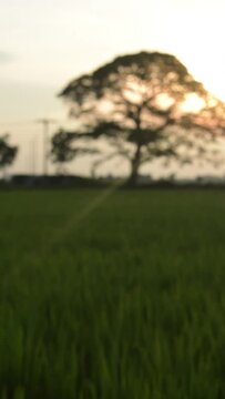 Blurry Vertical video rice field with big tree and sky sunset background