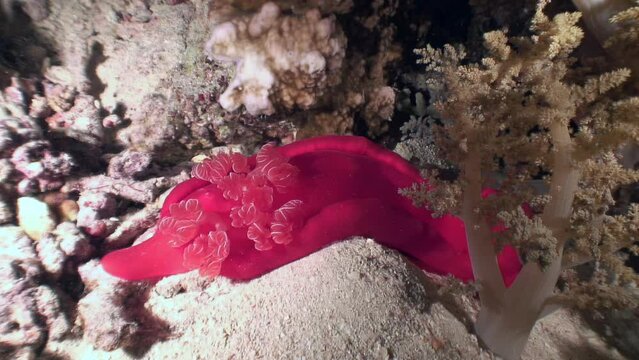 Spanish dancer Hexabranchus sanguineus makes underwater world truly impressive. Breathtaking Spanish dancer Hexabranchus sanguineus makes underwater world truly impressive. Red Sea.