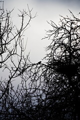 Dramatyczne ujęcie ptaka siedzącego na gałęzi pośród splątanych konarów na tle nieba