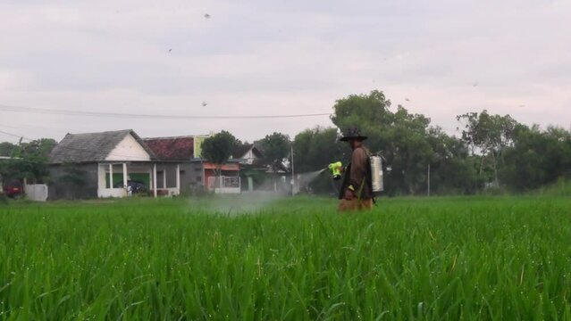 Senior Male Farmer Spraying pesticides to paddy plant on his rice field