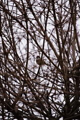 Wróbel siedzący na gałęzi żywopłotu, ukryty w plątaninie konarów