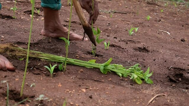 Close up hand of Senior Male farmer planting chili plant digging on soil with wood stick