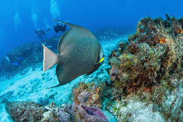 Fototapeta na wymiar Scuba Diving Cozumel, Mexico and Pompano Beach, Florida