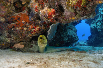 Scuba Diving Cozumel, Mexico and Pompano Beach, Florida
