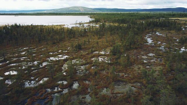 The marshes of Karelia. Bird's-eye view of a natural swamp from above, against the background of wild nature, Russia. Peat bog in autumn. Bird's-eye view of the forest river flowing through the swamp