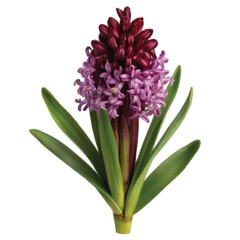 Fototapeta premium pink hyacinth isolated on white background