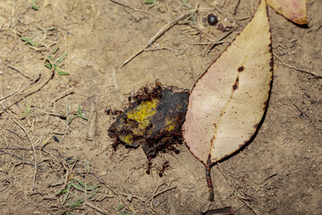 Carpenter ants (Camponotus gibber) large endemic ant