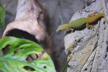 green lizard on a tree