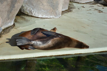 seal in the enclosure, zoo