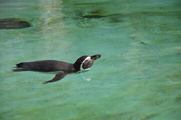 penguin in the water